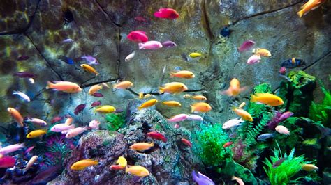 The 10 Best Fish Tanks & Aquariums .